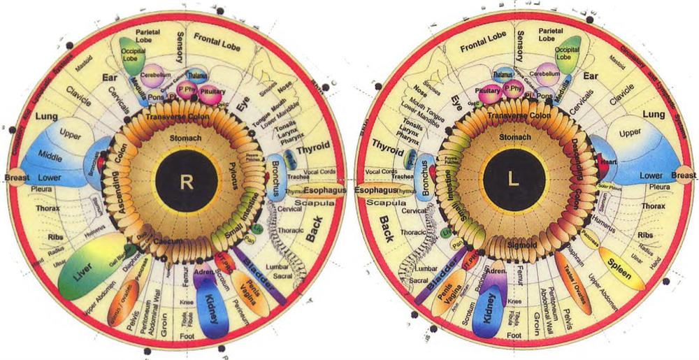 Iridology Image